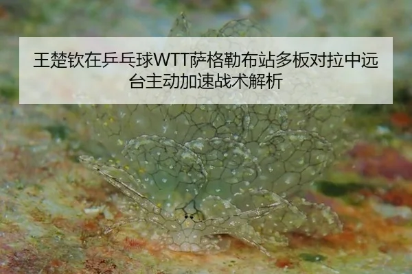 wang-chu-qin-zai-ping-pang-qiu-sa-ge-lei-bu-zhan-duo-ban-dui-la-zhong-yuan-tai-zhu-dong-jia-su-zhan-shu-jie-xi-2-320.jpg